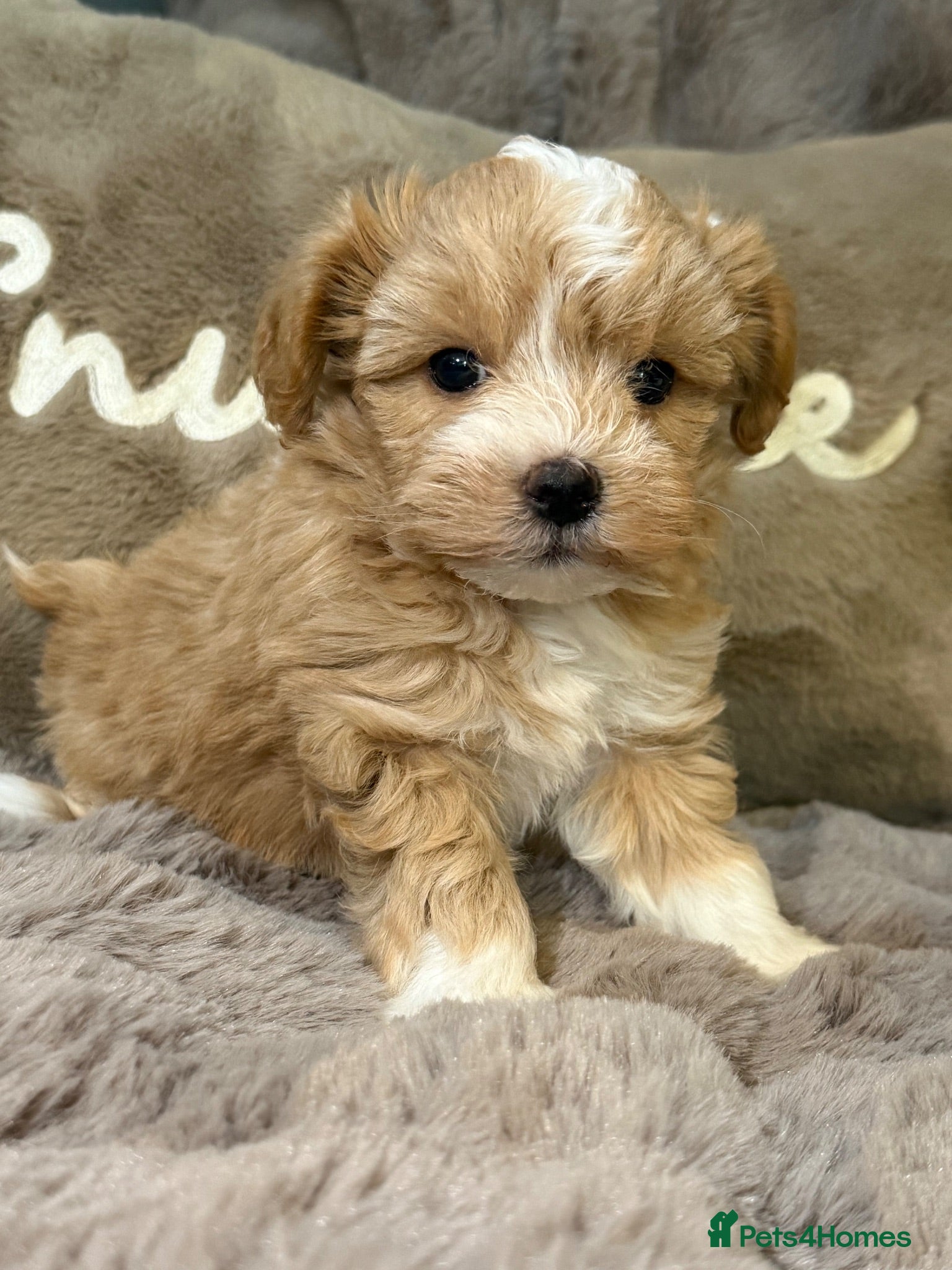 Maltipoo dogs Maltipoo Babies  - Advert 1