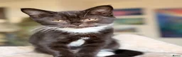 Mixed Breed cats for sale: GORGEOUS KITTENS - Advert 2