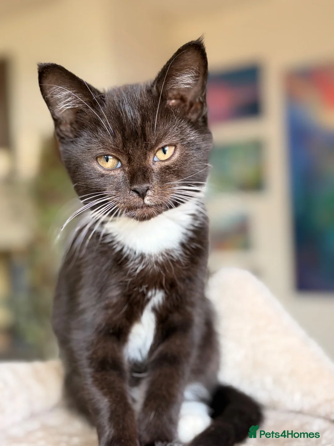 Mixed Breed cats for sale: GORGEOUS KITTENS - Advert 2
