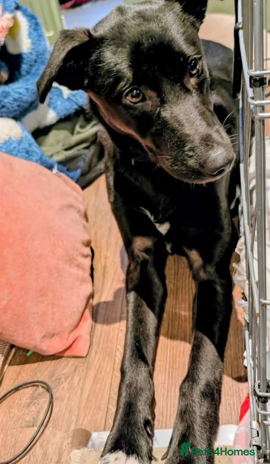 Mixed Breed dogs for adoption: 💕Lottie💕 - Advert 3