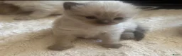 Ragdoll cats for sale: GCCF champion ragdoll kittens 🐱 ❤️ - Advert 11