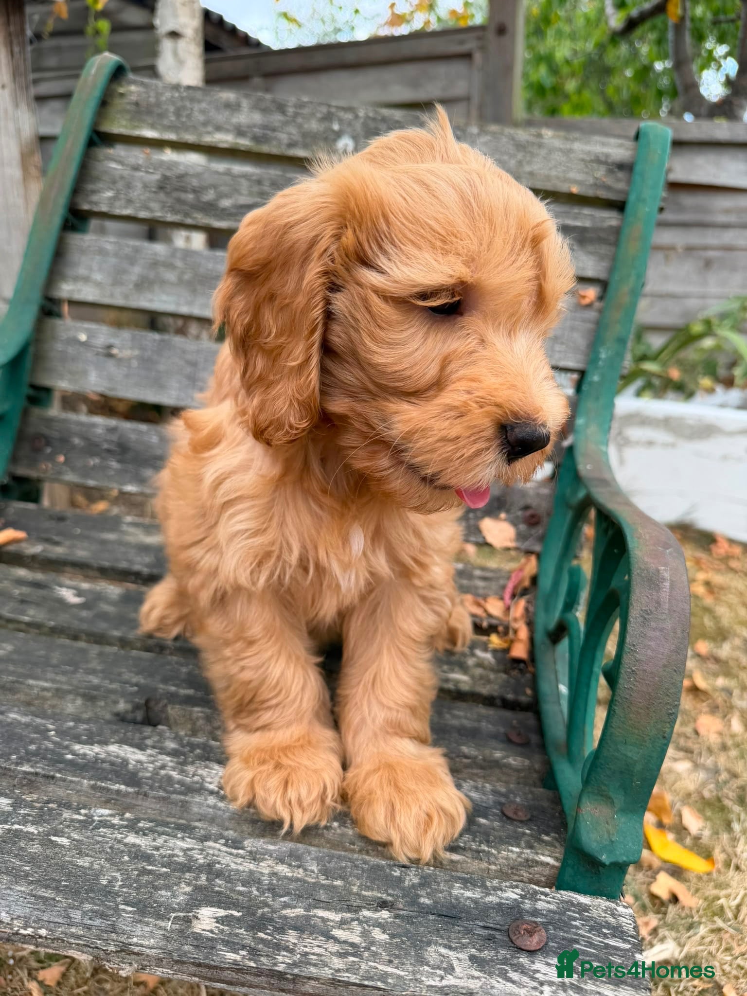 Australian Labradoodle dogs Only 1 remaining Australian labradoodle puppies - Advert 1