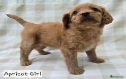 Cavapoo dogs for sale: SWEETEST CAVAPOO PUPPIES  - Image 11