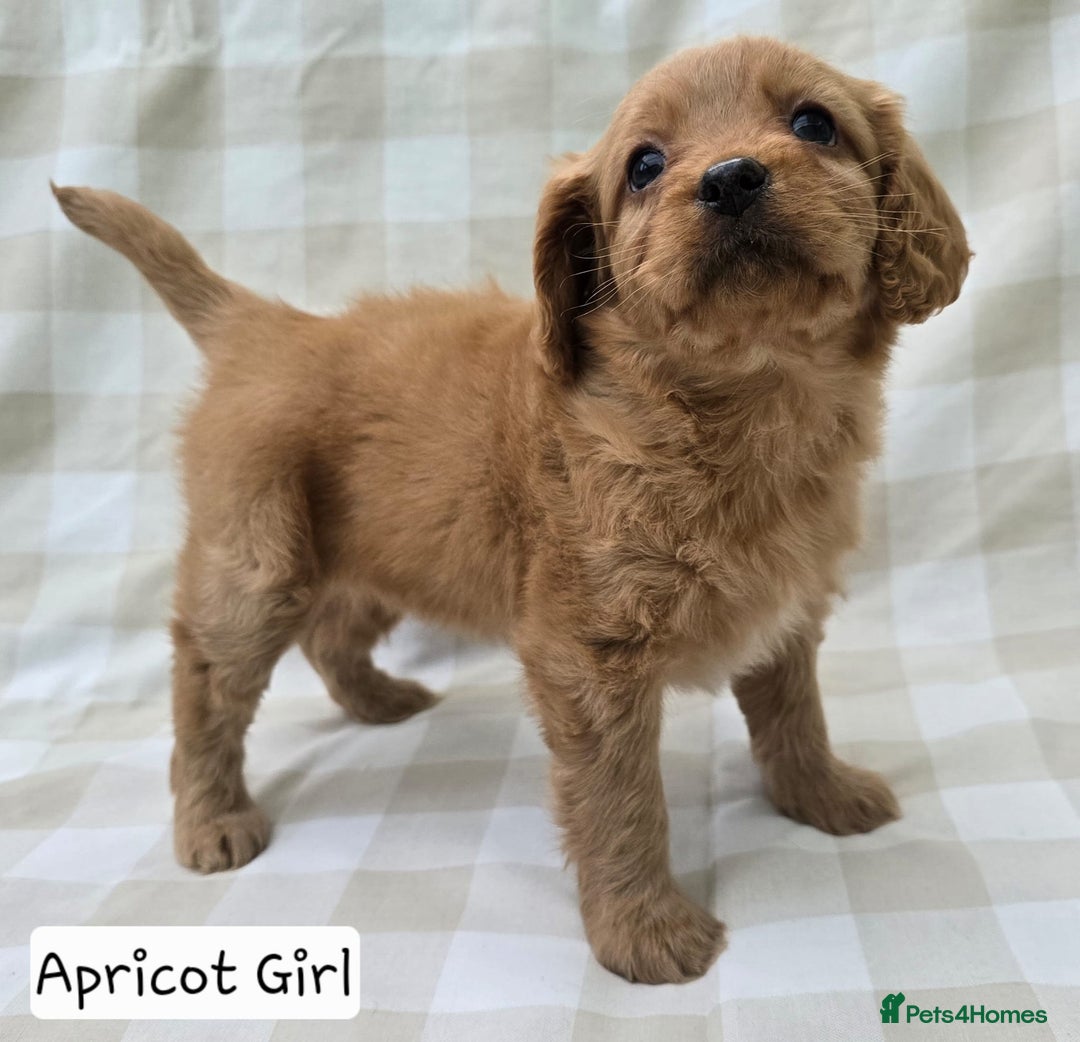 Cavapoo dogs for sale: SWEETEST CAVAPOO PUPPIES  - Image 11