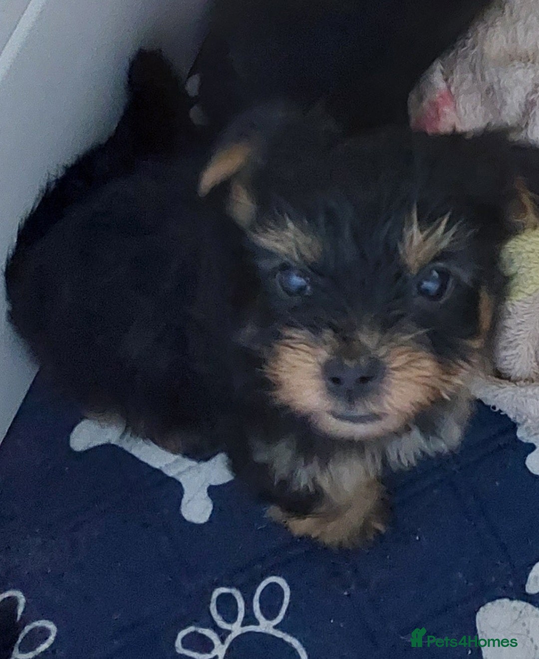 Yorkshire Terrier dogs for sale: YORKSHIRE TERRIER PUPPIES with OWN VET HEALTH CERT - Image 11