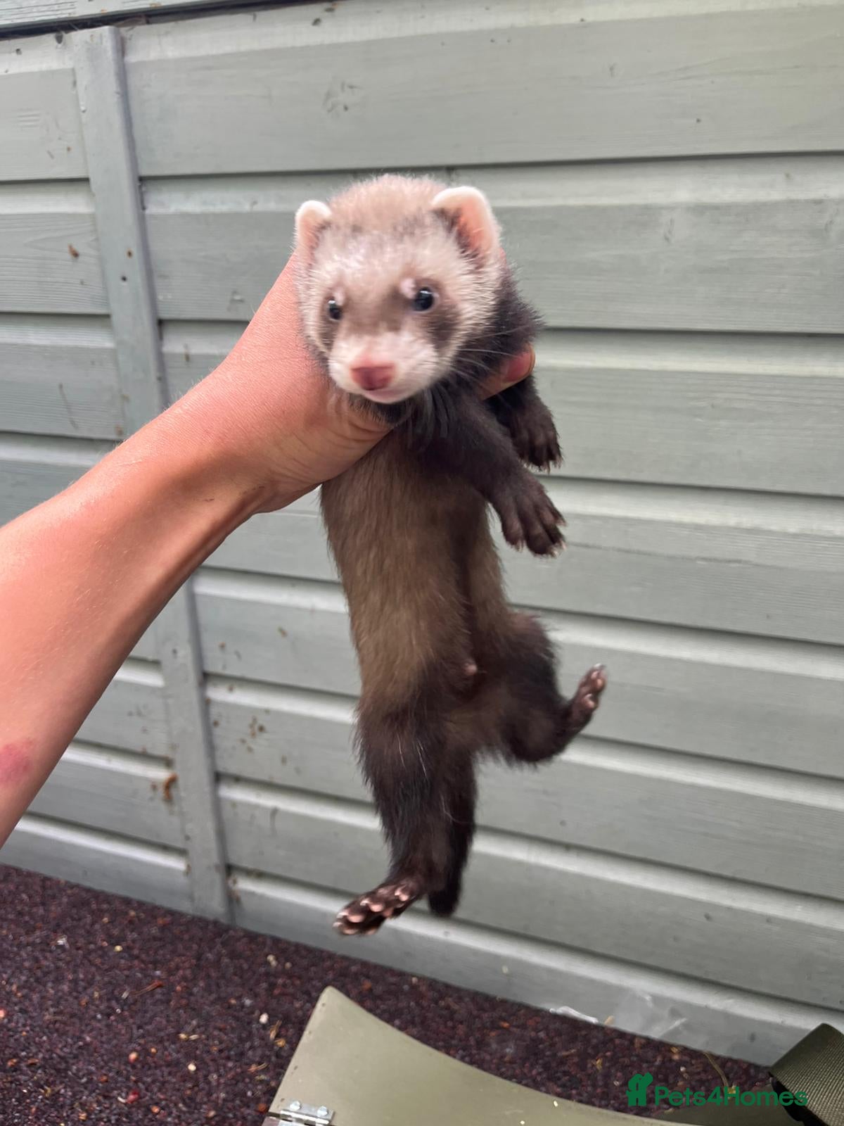 Ferret rodents for sale: Beautiful ferrets 9 weeks old  - Advert 7