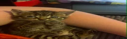 British Longhair cats for sale: Cuddles required  in Dursley - Advert 12