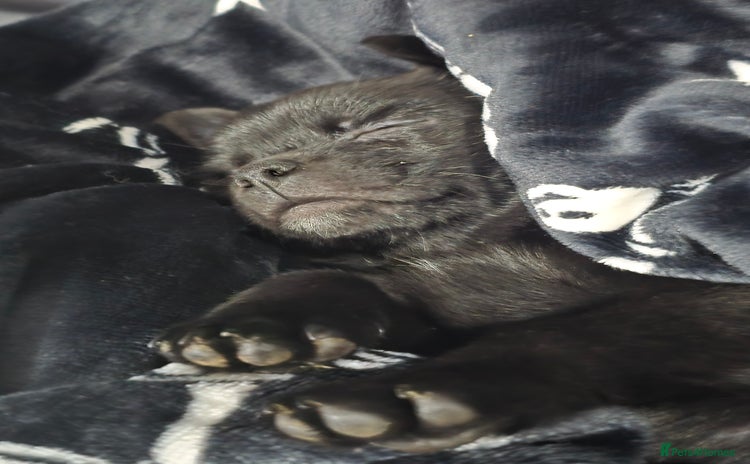 Mixed Breed dogs 9 week old female pug-a-pom - Advert 3