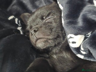 Mixed Breed dogs 9 week old female pug-a-pom - Advert 3