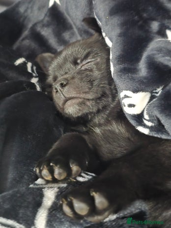 Mixed Breed dogs 9 week old female pug-a-pom - Advert 2