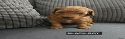 Toy Poodle dogs for sale: STUNNING RED KC TOY POODLE 🤩🐶 - Advert 7