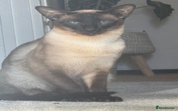 Siamese cats for stud: Beautiful wedged head Siamese boy for stud - Image 10