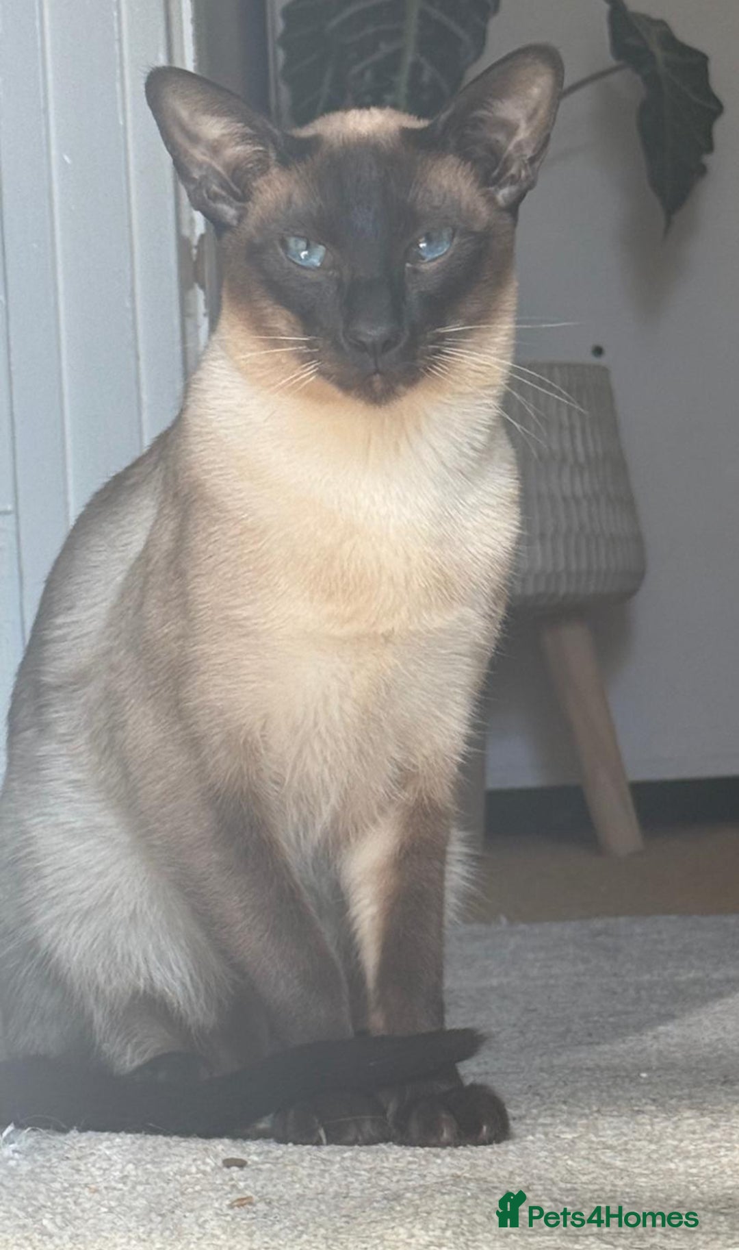 Siamese cats for stud: Beautiful wedged head Siamese boy for stud - Image 10