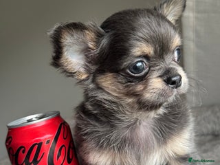 Chihuahua dogs - Advert 2