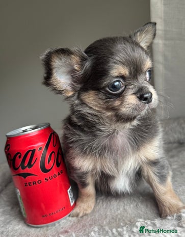 Chihuahua dogs - Advert 3