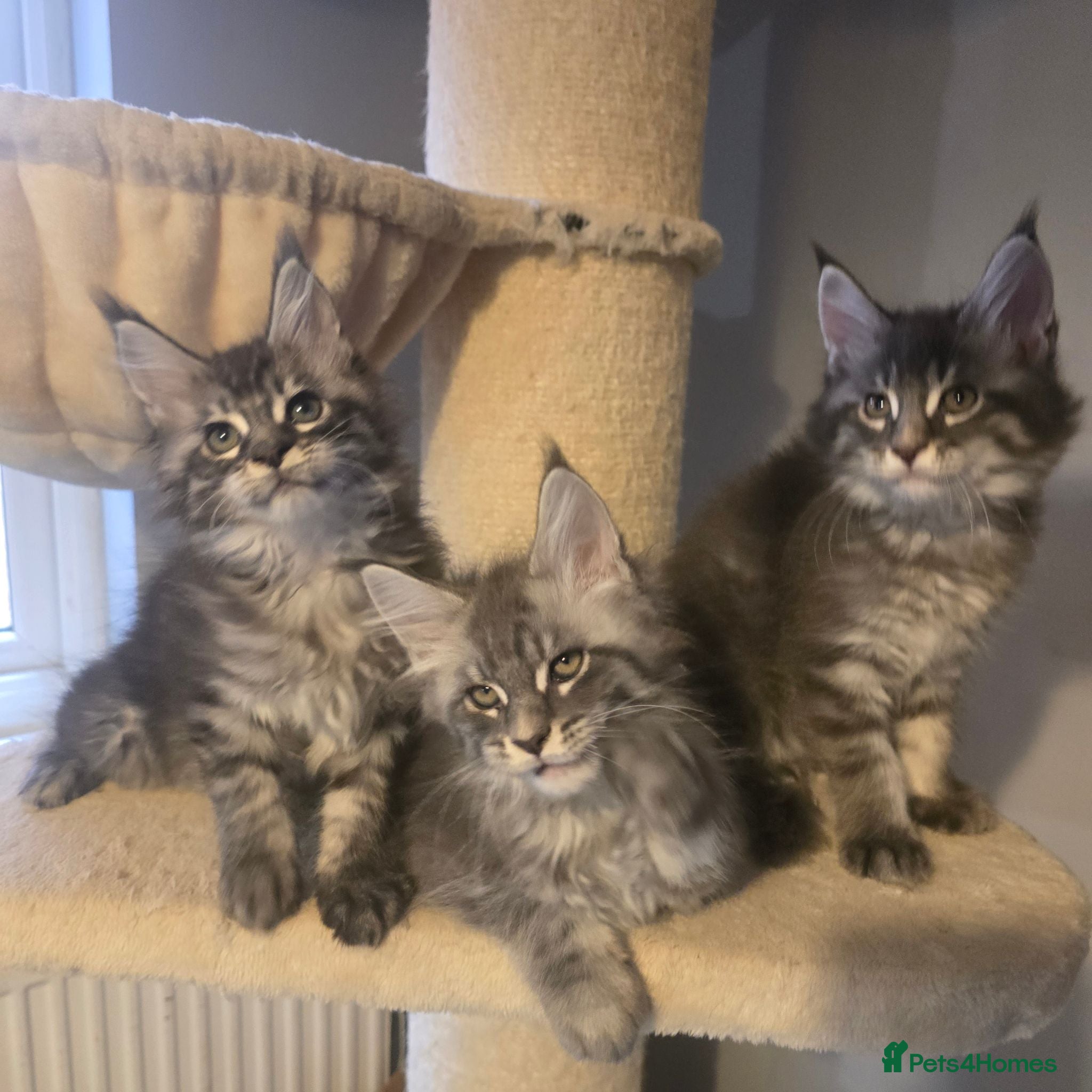 Maine Coon cats tica registered females mainecoon shaded line - Advert 11