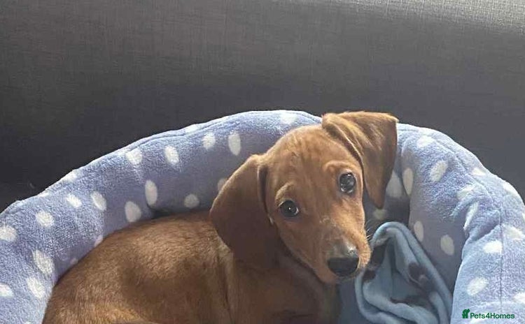 Dachshund dogs - Advert 15