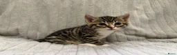 Bengal cats for sale: Bengal Kittens in West Bromwich - Advert 6