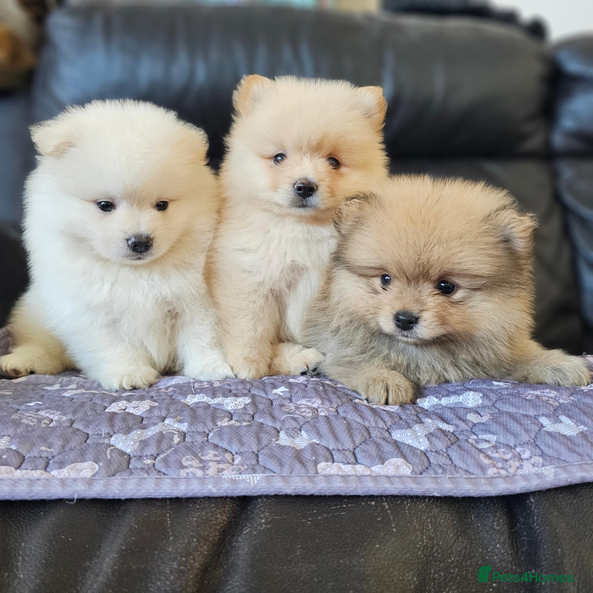Pomeranian dogs 3 Boys pomeranian baby's  - Advert 4