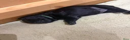 Labrador Retriever dogs for sale: Black Labrador Puppies in Swadlincote - Advert 2