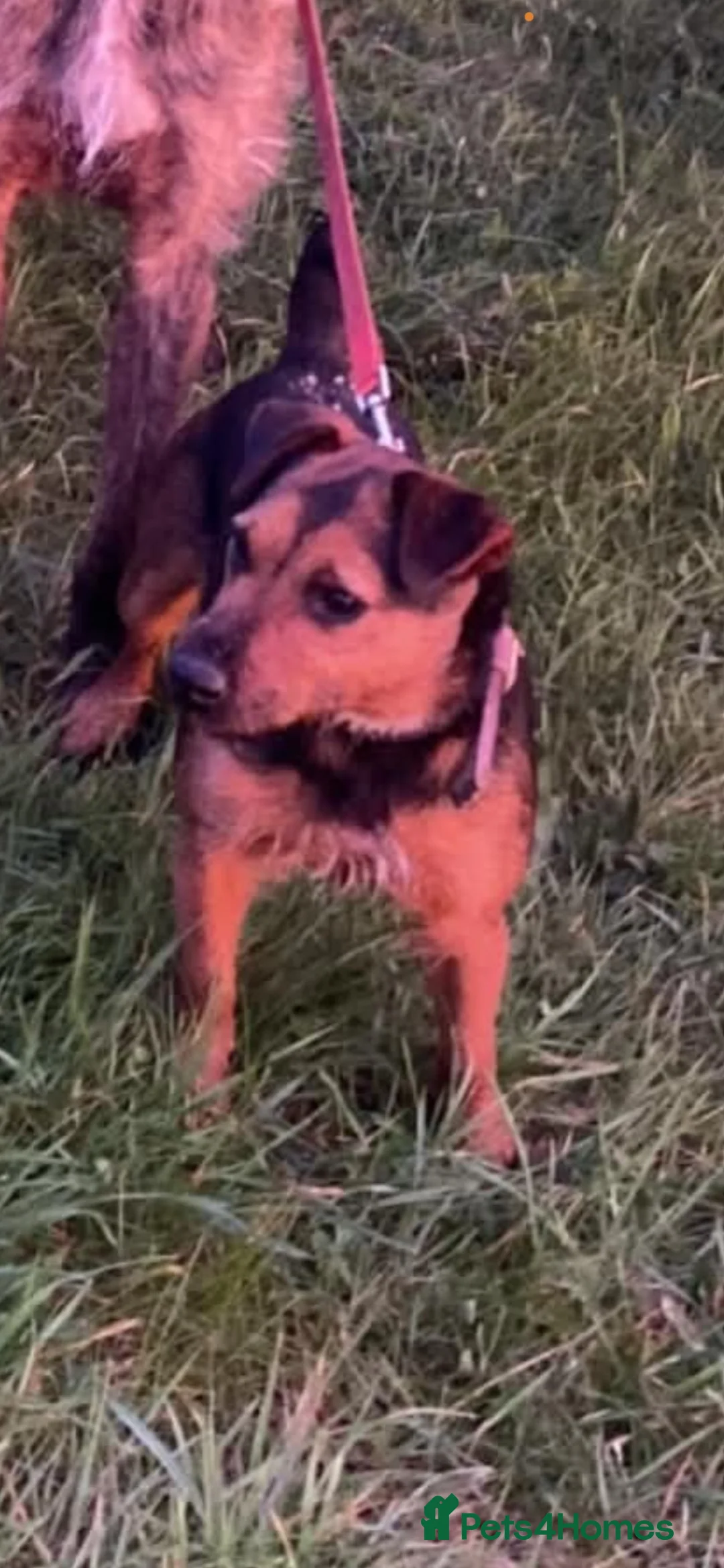 Patterdale Terrier dogs for sale: Patterdale x Lakeland - Advert 1