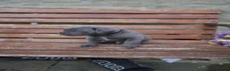 Cane Corso dogs for sale: Cane corso puppies - iccf champion bloodline  in Halifax - Advert 10
