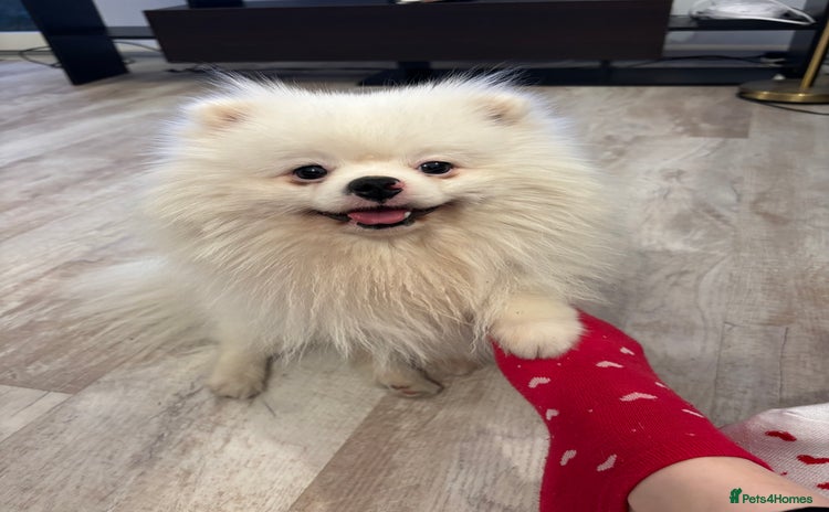 Pomeranian dogs in Ellesmere Port - Advert 2