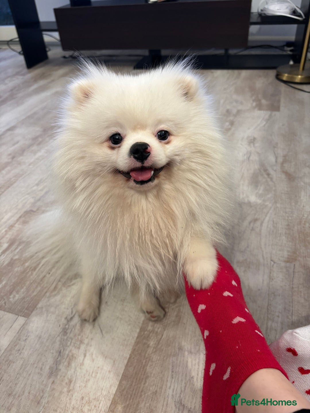 Pomeranian dogs for sale: Pure bread Pomeranian looking for forever home in Ellesmere Port - Image 1