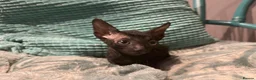 Cornish Rex cats for sale: Black Cornish Rex boy available for reservation - Advert 3