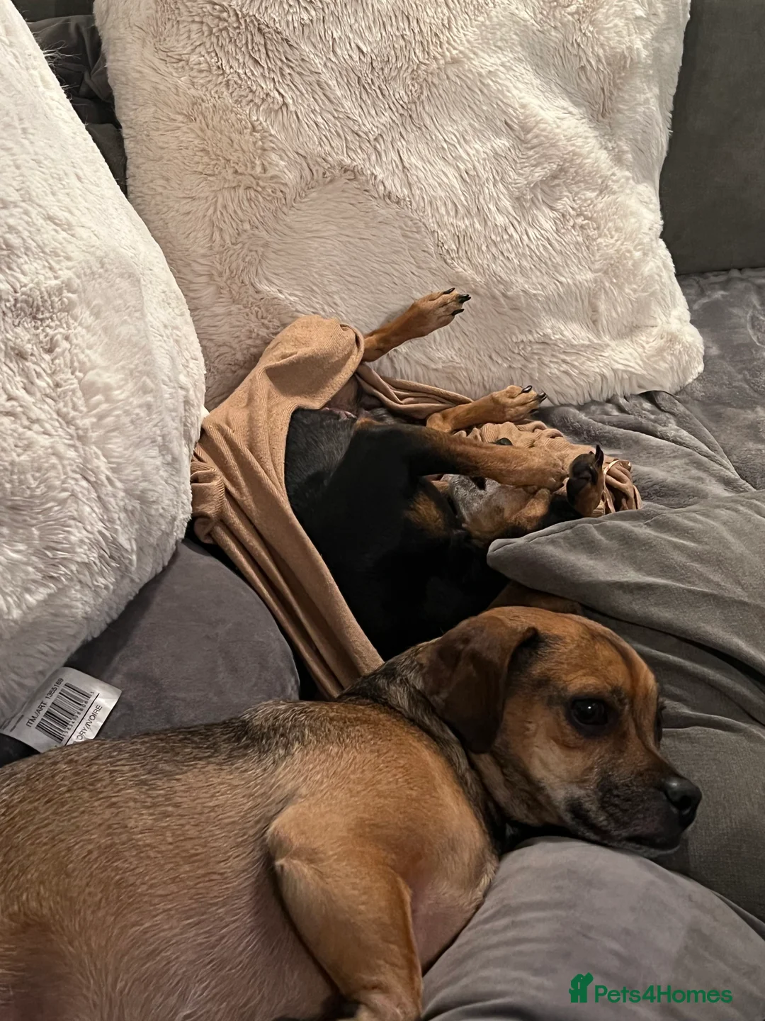 Mixed Breed dogs for sale: Roxy & Teddy - Advert 2