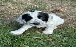 Cocker Spaniel dogs for sale: Show type- sired by Champion Lindridge Frontrunner - Image 31