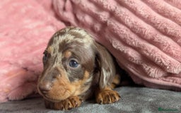 Miniature Dachshund dogs for sale: Beautiful KC miniature dachshund puppies - Image 20