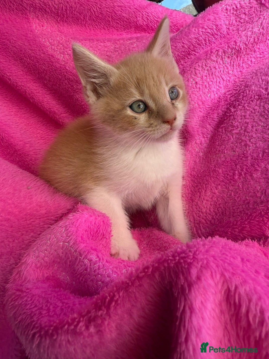 Maine Coon cats for sale: Beautiful Maine Coon Cross Kittens  - Image 11