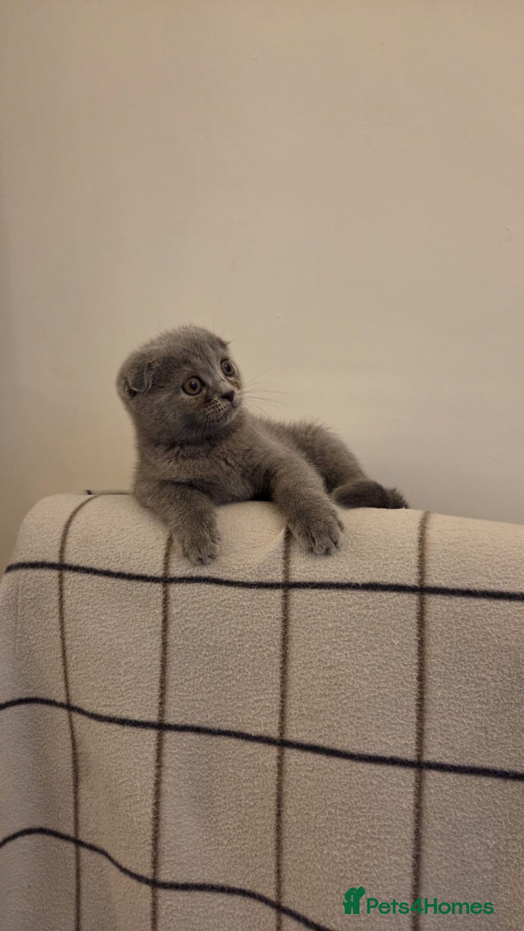 Scottish Fold cats 💙 Beautiful Blue Scottish Fold Girl - Advert 11