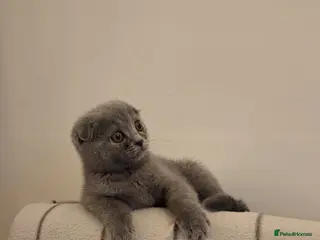 Scottish Fold cats 💙 Beautiful Blue Scottish Fold Girl - Advert 11