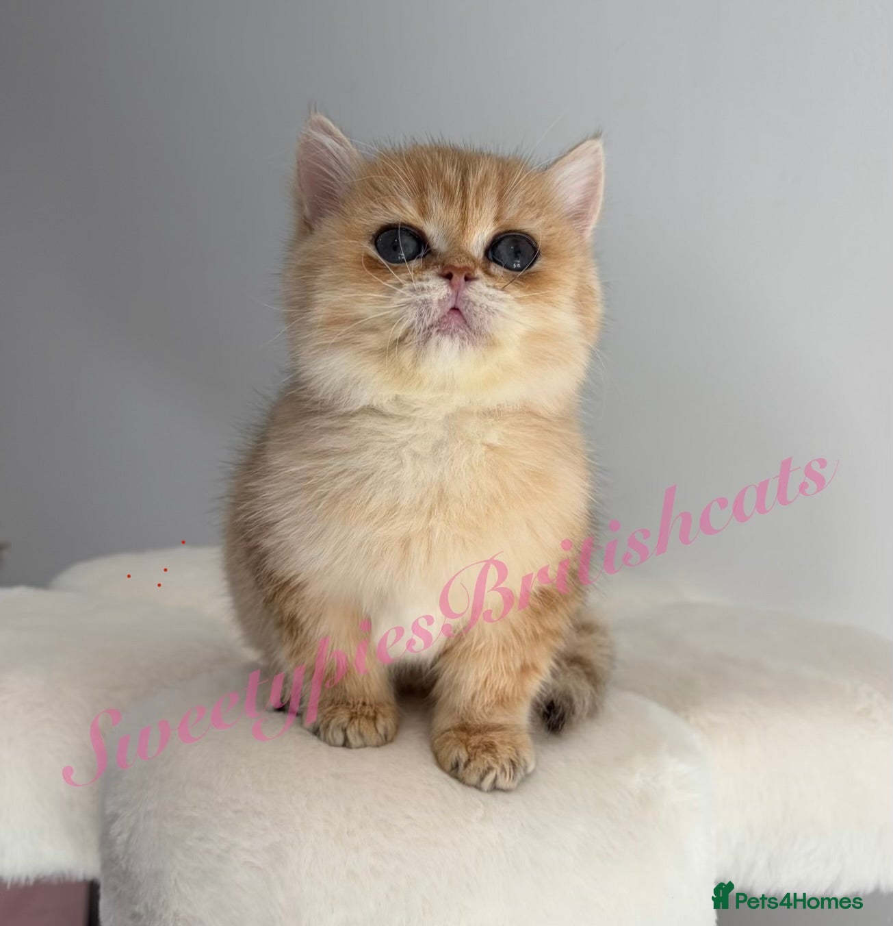 British Shorthair cats GCCF NY12 Reg Golden babies - waiting list open - Advert 2