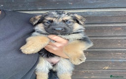 German Shepherd dogs for sale: 🐾 Beautiful  FEMALE –KC reg GERMAN SHEPHERDS 🐾 - Image 16