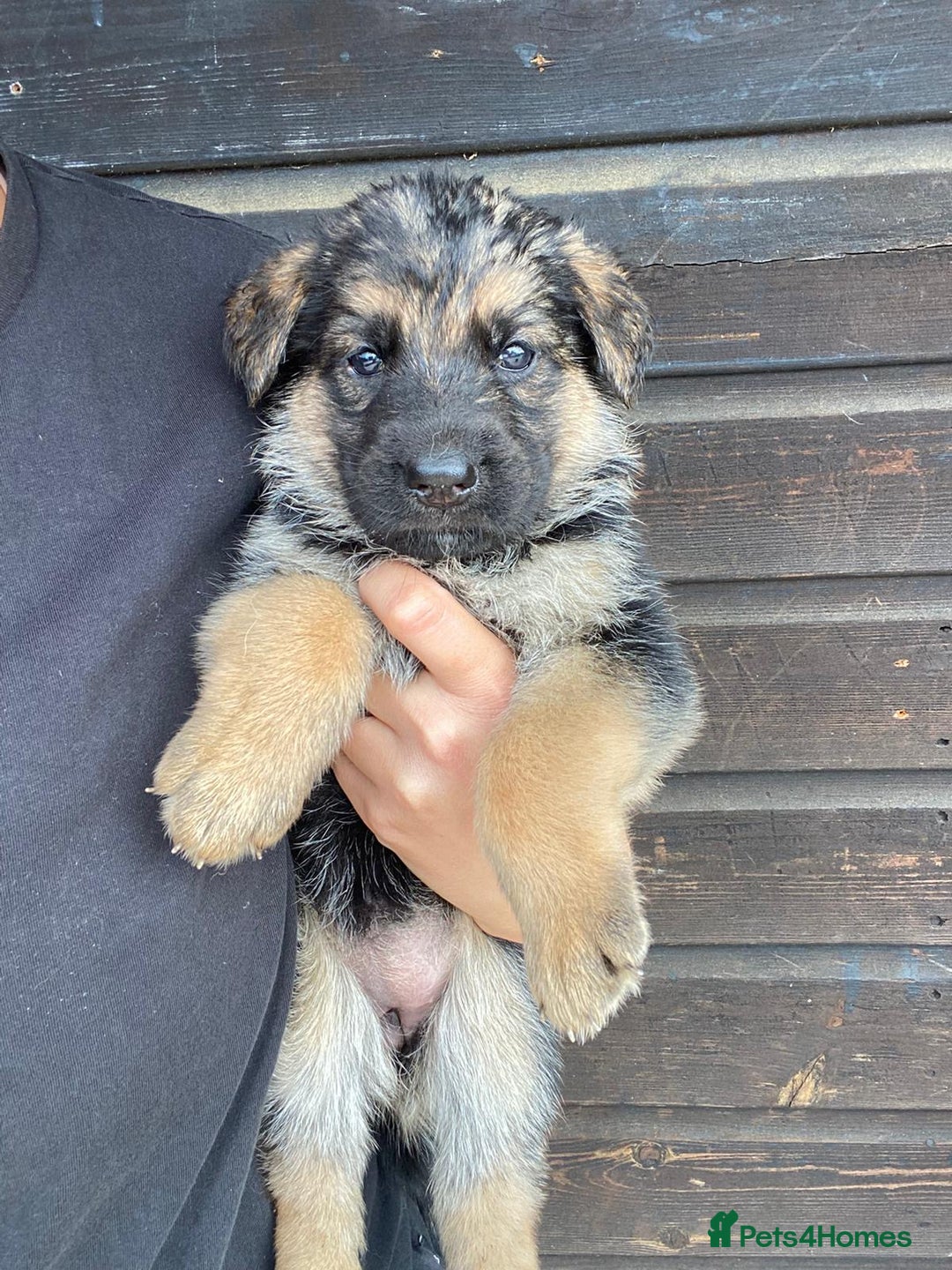 German Shepherd dogs for sale: 🐾 Beautiful  FEMALE –KC reg GERMAN SHEPHERDS 🐾 - Image 16