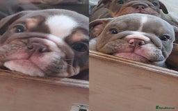 English Bulldog dogs for sale: Stunning bulldogs  - Image 3