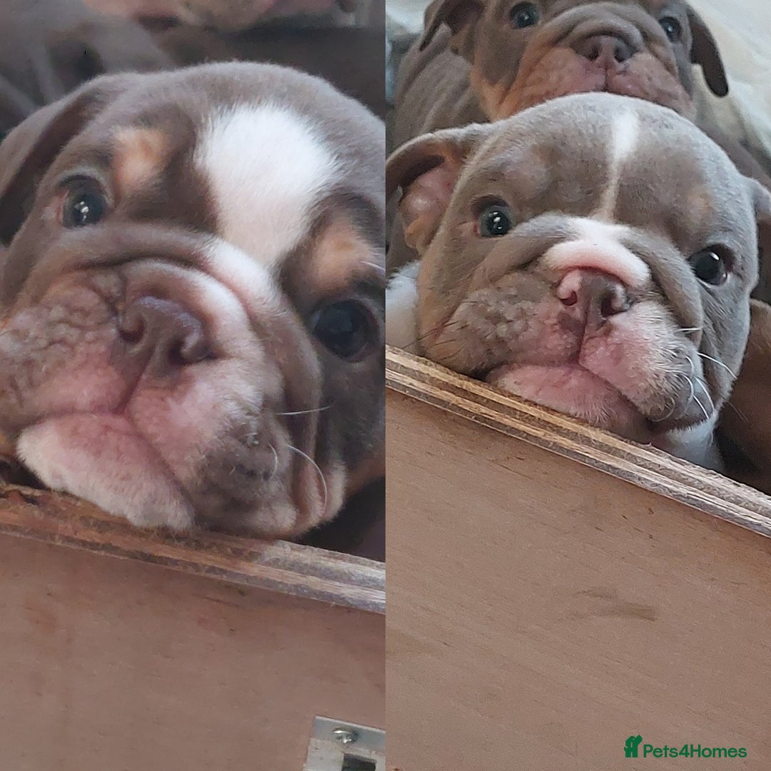 English Bulldog dogs for sale: Stunning bulldogs  - Image 3