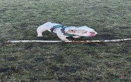 English Bulldog dogs for sale: Male Lilac Merle English bulldog  - Image 4