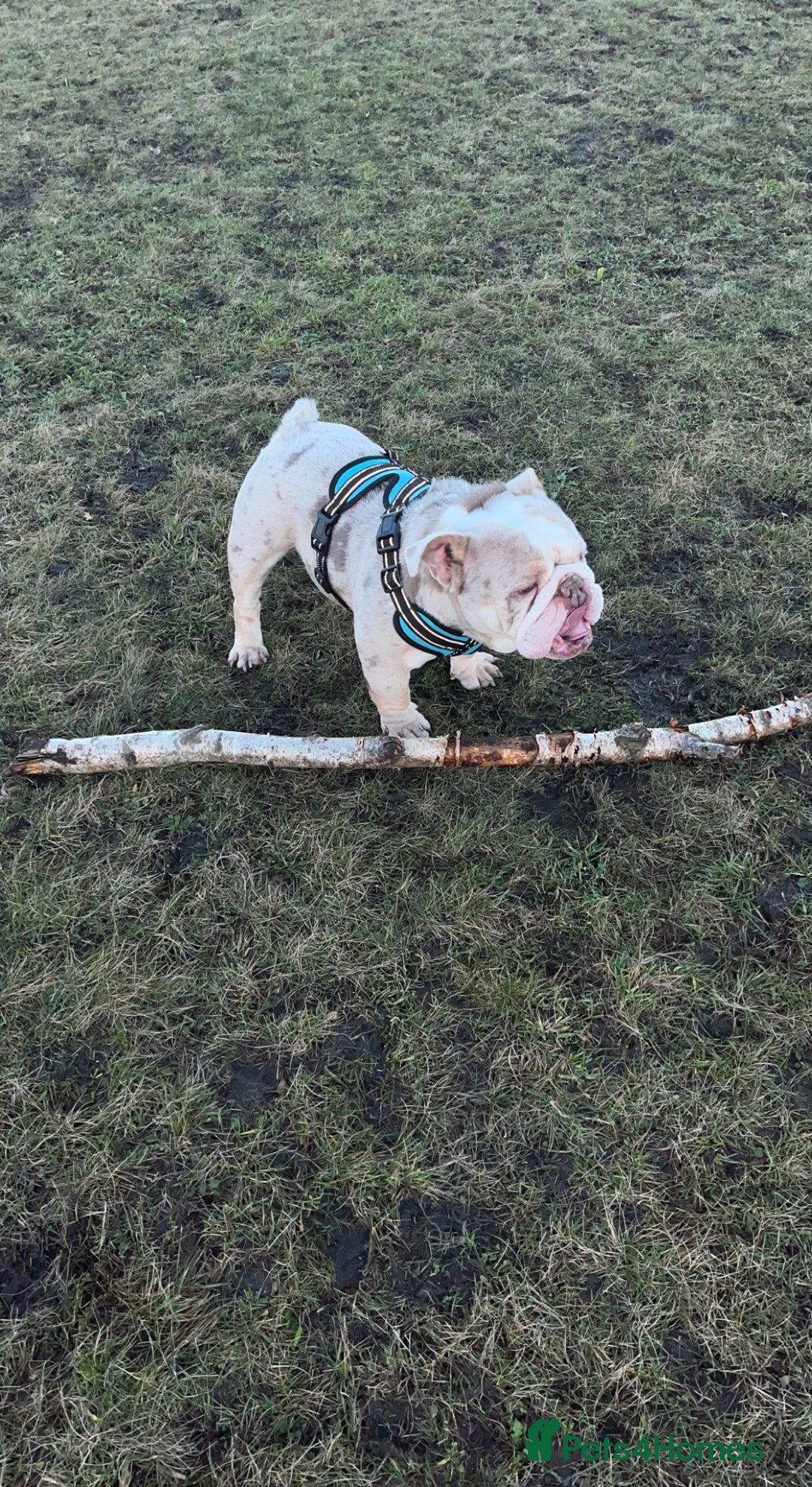 English Bulldog dogs for sale: Male Lilac Merle English bulldog  - Image 4