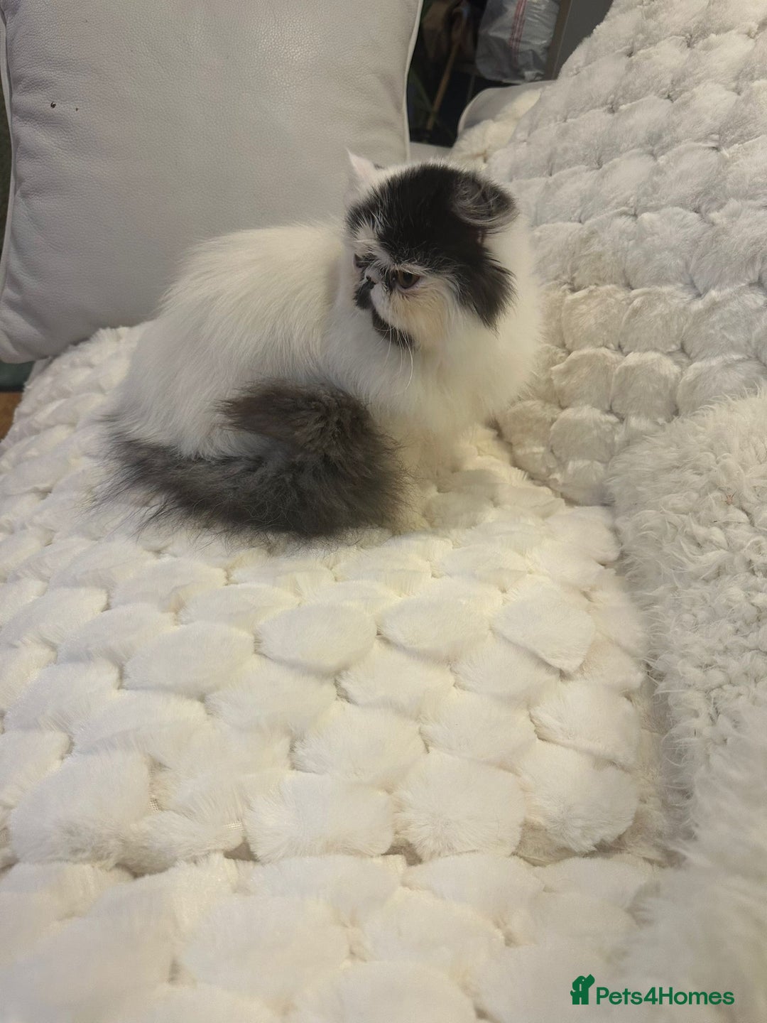 Persian cats for sale: Persian kitten  - Advert 3