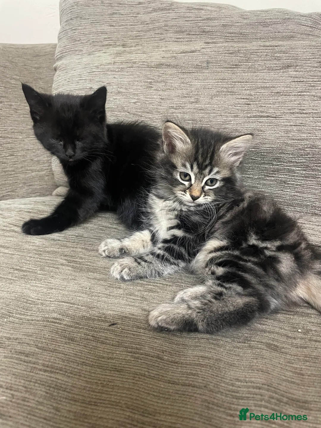 Mixed Breed cats for sale: 2 Tabby Kittens and 1 Black kitten for sale in Guildford - Advert 7