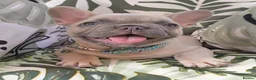 French Bulldog dogs for sale: French bulldog  - Advert 4