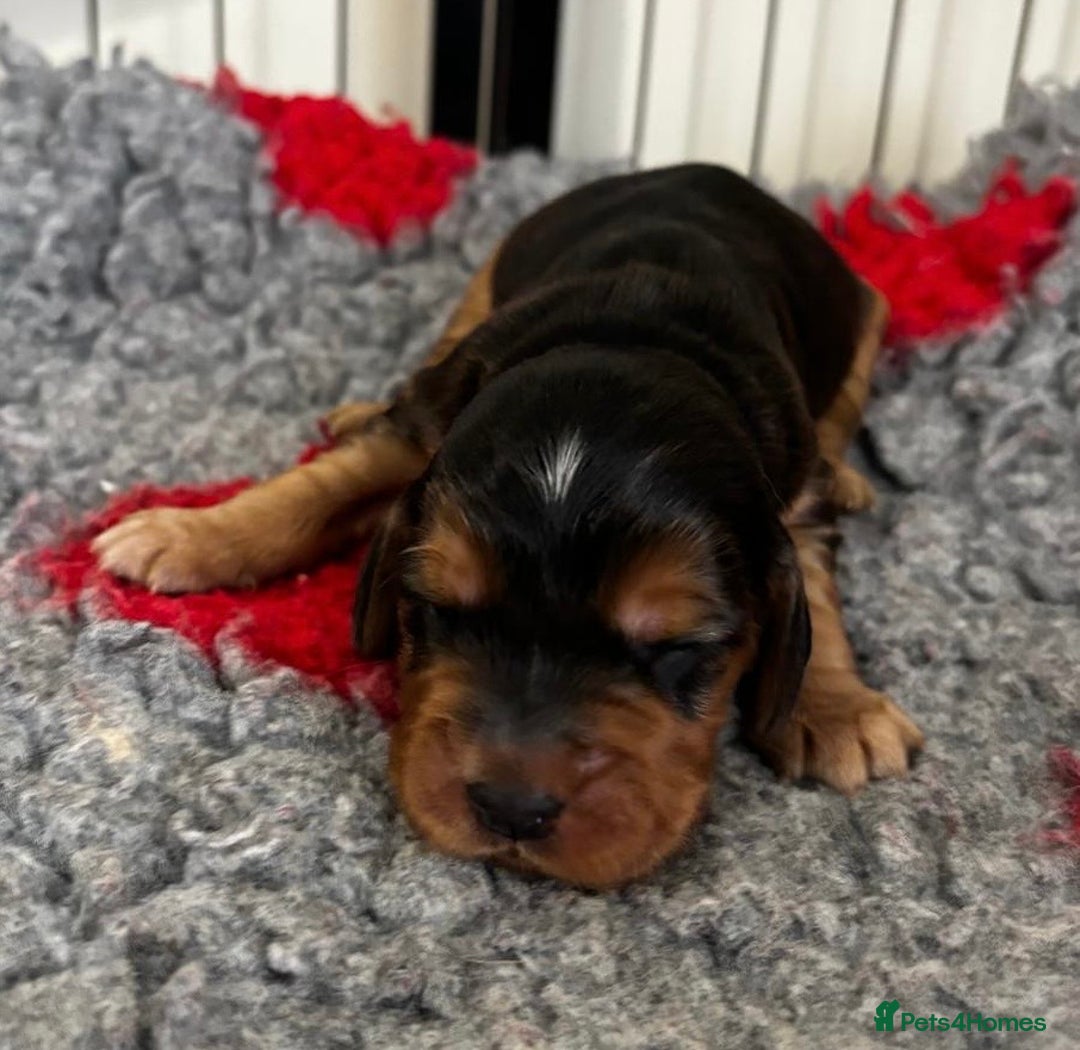 Cocker Spaniel dogs for sale: Lovable Show Cocker Spaniel Puppies 🐾💕 - Image 2