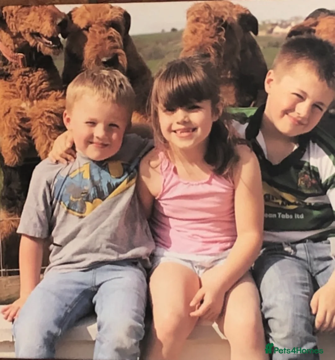 Airedale Terrier dogs for sale: Kc Airedale Terrier  - Advert 1