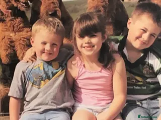 Airedale Terrier dogs Kc Airedale Terrier - Advert 1