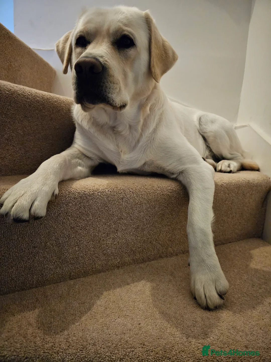 Labrador Retriever dogs for stud: Stunning Labrador, Champion Lines, Discounted Fee in Huddersfield - Advert 25