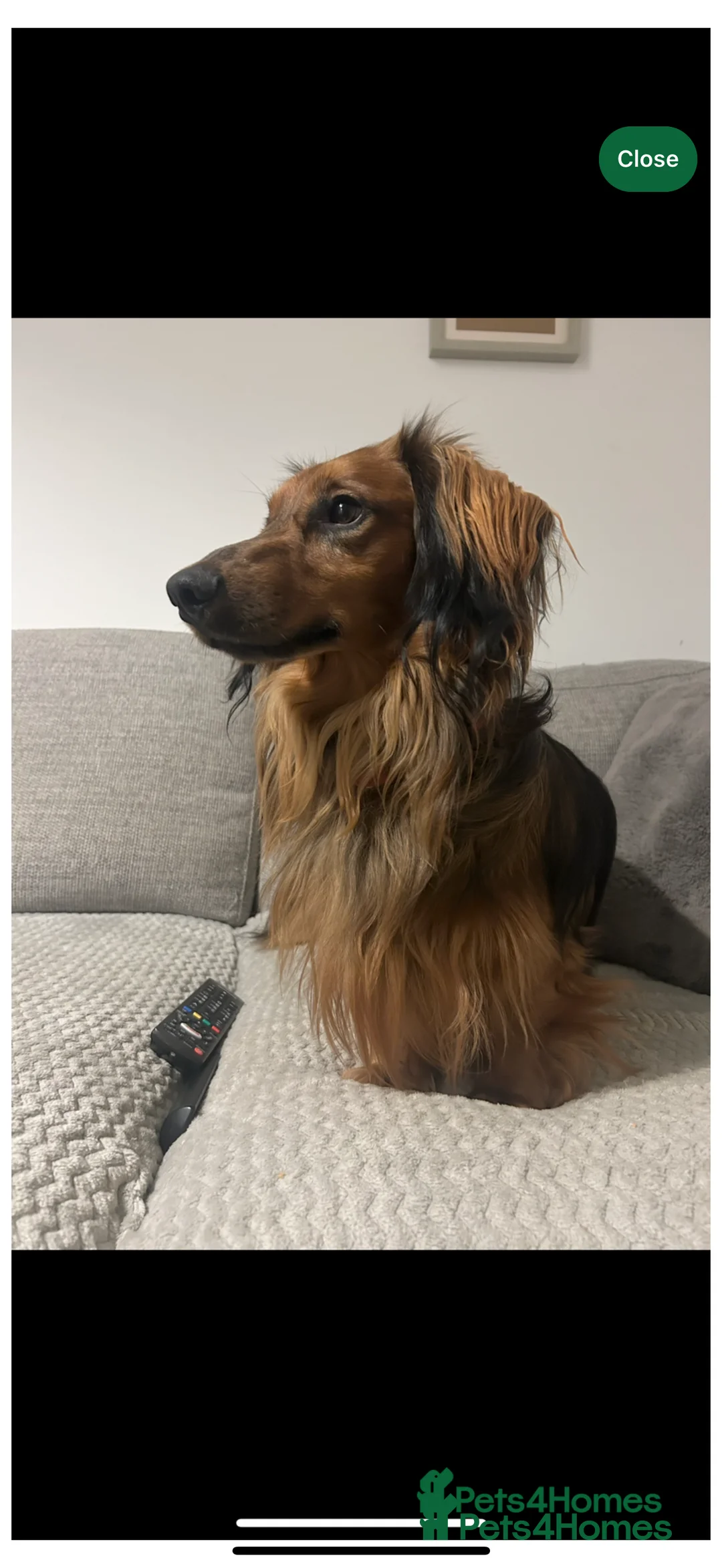 Dachshund dogs for sale:  dachshund x terrie  - Advert 2